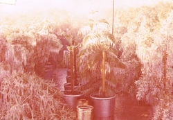 250-Iced-plants-in-cans-Jan-1977a1