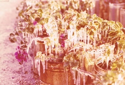 250-Iced-plants-in-cans-Jan-1977b1